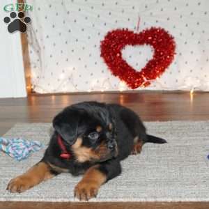 Duke, Rottweiler Puppy